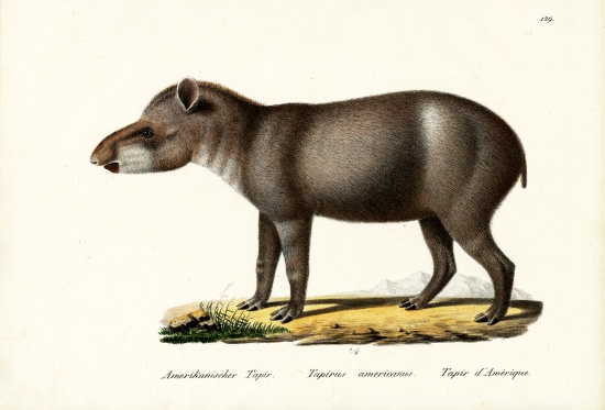 American Tapir from Karl Joseph Brodtmann