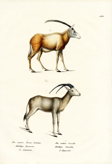 Arabian Oryx from Karl Joseph Brodtmann