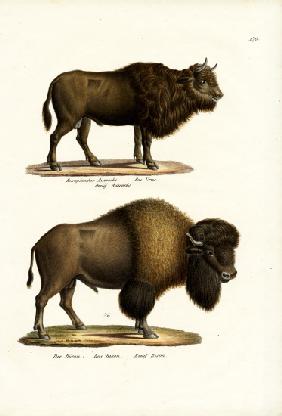 Aurochs