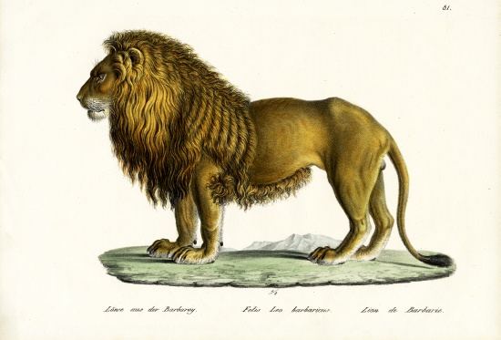 Barbary Lion from Karl Joseph Brodtmann