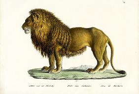 Barbary Lion