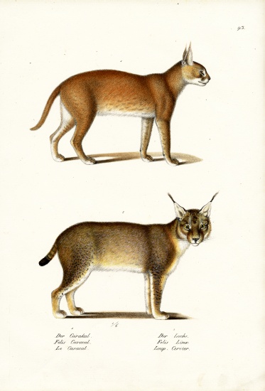 Caracal from Karl Joseph Brodtmann