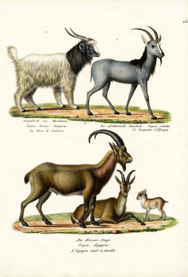 Cashmere Goat from Karl Joseph Brodtmann
