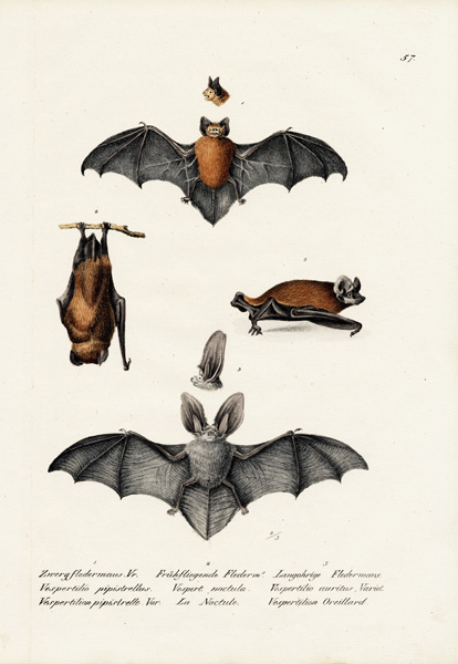 Common Pipistrelle from Karl Joseph Brodtmann