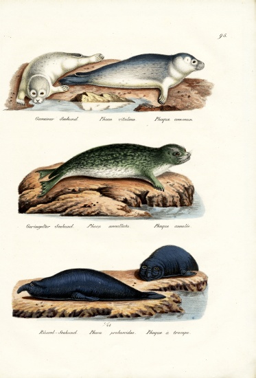 Common Seal from Karl Joseph Brodtmann