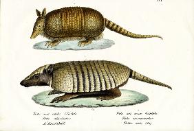 Different Kinds Of Armadillos