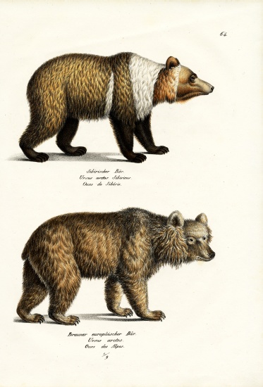 European Brown Bear from Karl Joseph Brodtmann