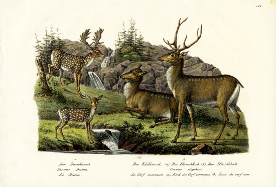 Fallow Deer from Karl Joseph Brodtmann
