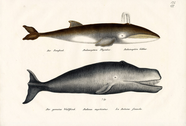 Fin Whale from Karl Joseph Brodtmann