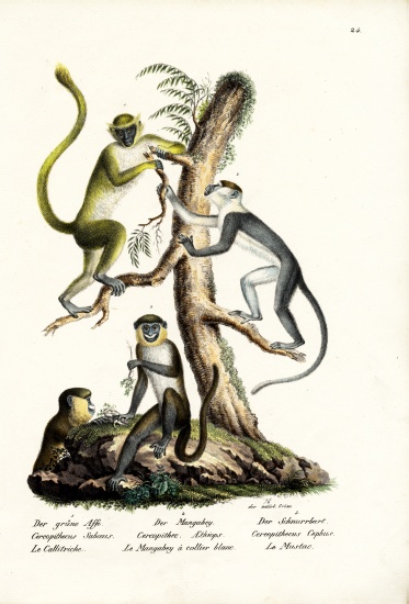Green Monkey from Karl Joseph Brodtmann