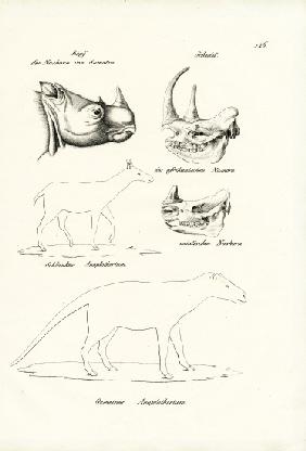 Head Of Sumatra-Rhinoceros