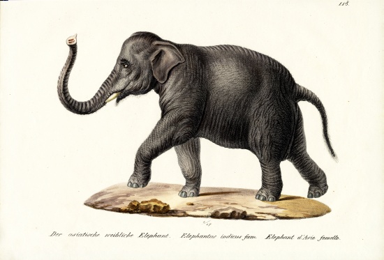 Indian Elephant from Karl Joseph Brodtmann