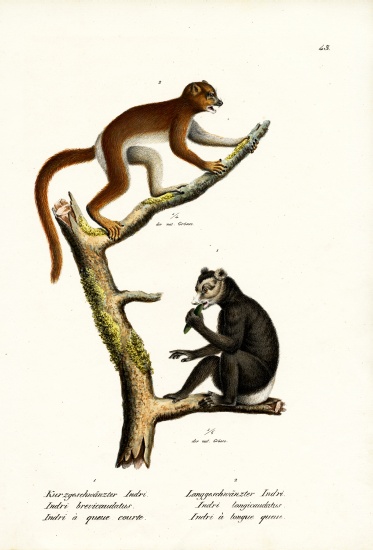 Large Short-Tailed Lemur from Karl Joseph Brodtmann
