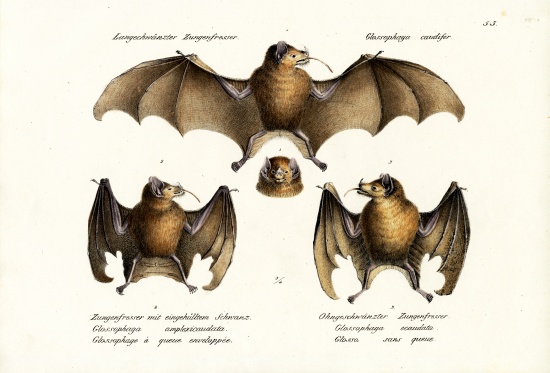 Long-Nosed Bat from Karl Joseph Brodtmann