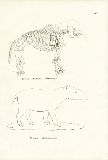 Mastodon from Karl Joseph Brodtmann