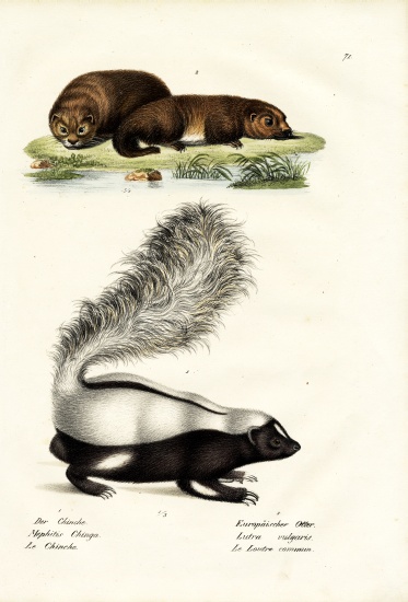 Molina'S Hog-Nosed Skunk from Karl Joseph Brodtmann