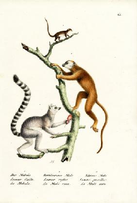 Ring-Tailed Lemur