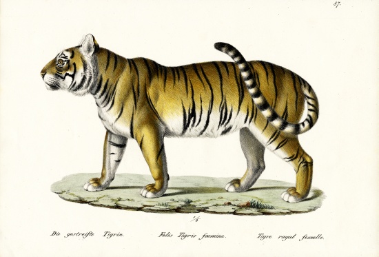 Royal Tiger from Karl Joseph Brodtmann