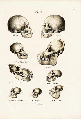 Human Skulls