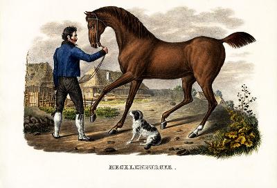 Mecklenburger Horse