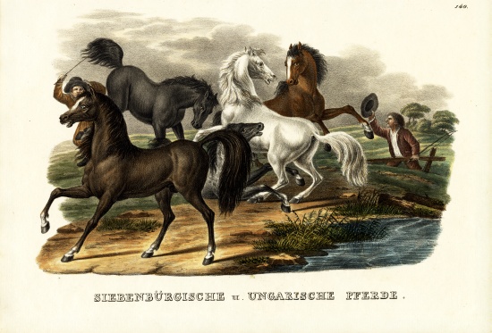 Transylvanian And Hungarian Horses from Karl Joseph Brodtmann