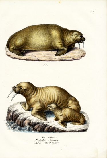Walrus from Karl Joseph Brodtmann