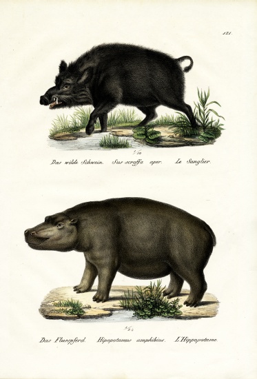Wild Boar from Karl Joseph Brodtmann