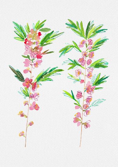 Botanische Malerei der russischen Zwergmandel oder Prunus tenella