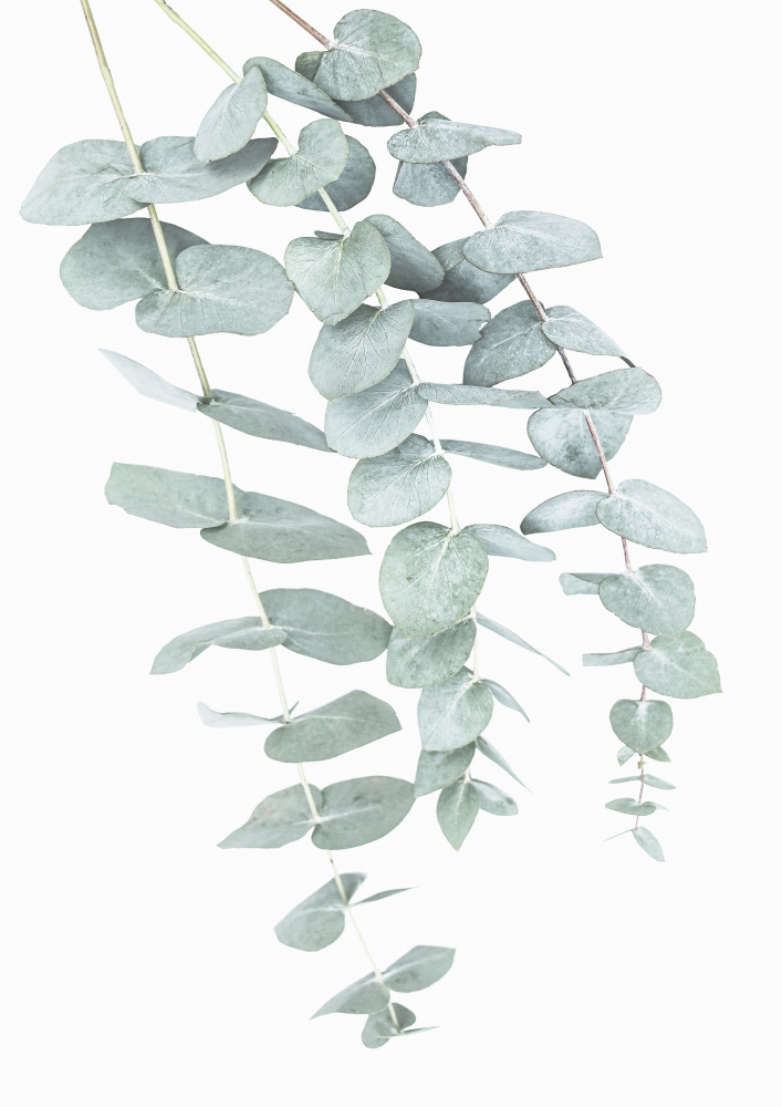 Eukalyptus I from Kathrin Pienaar
