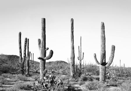 Graues Kaktusland