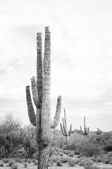 Saguaro Schwarzweiß