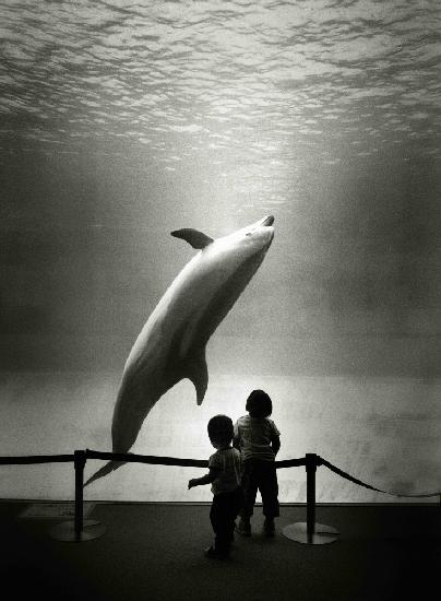 Träumen Aquariendelfine vom Meer?