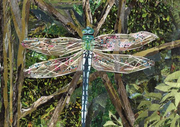 Turquoise Dragonfly from Kirstie Adamson