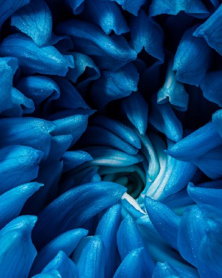 Blaue Chrysantheme