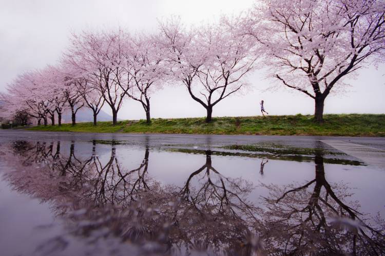 Rain of spring from Kouji Tomihisa