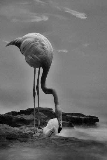 Wachsame Flamingo-Mutter