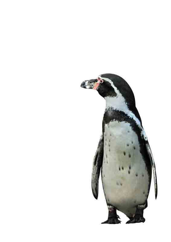 Pinguin from Kunskopie Kunstkopie