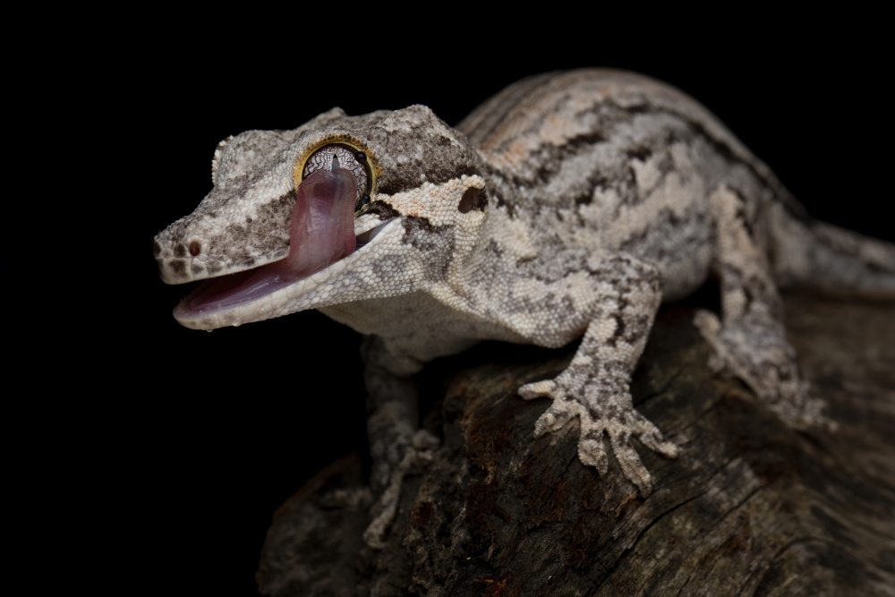 Gargoyle-Gecko from Kurit Afsheen