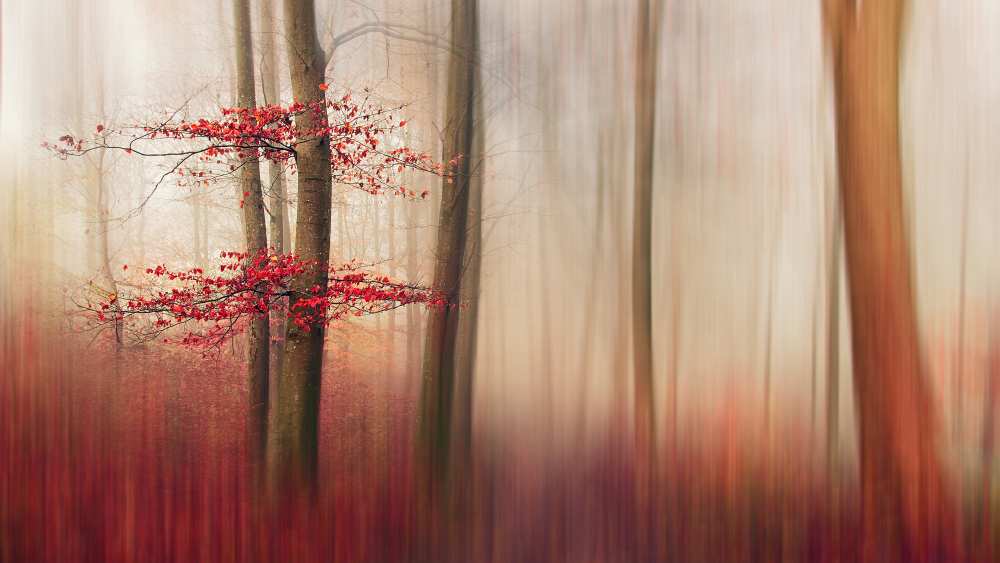 Red Leaves. from Leif Løndal
