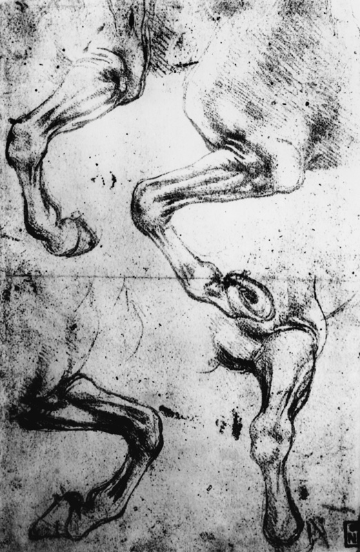 Studies of Horses legs (pen and ink on paper) from Leonardo da Vinci