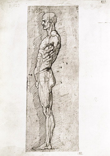 Anatomical Study from Leonardo da Vinci