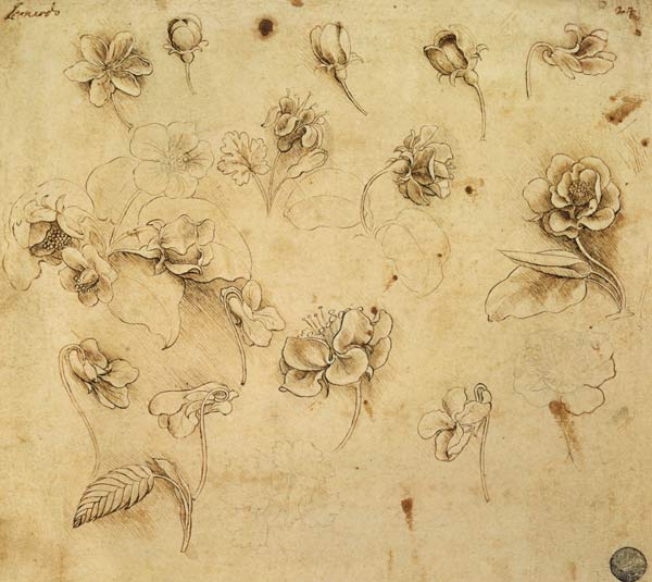 Study of flowers from Leonardo da Vinci