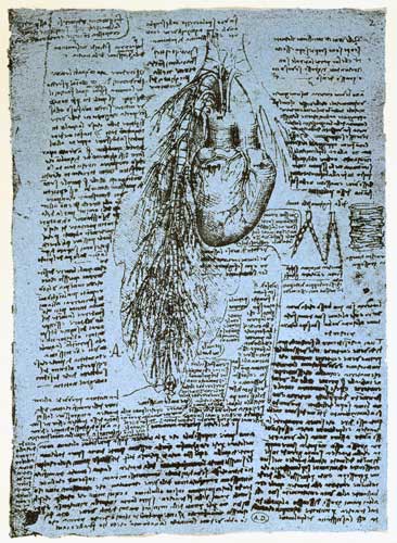 The Heart and the bronchial arteries, facsimile of the Windsor book  and from Leonardo da Vinci