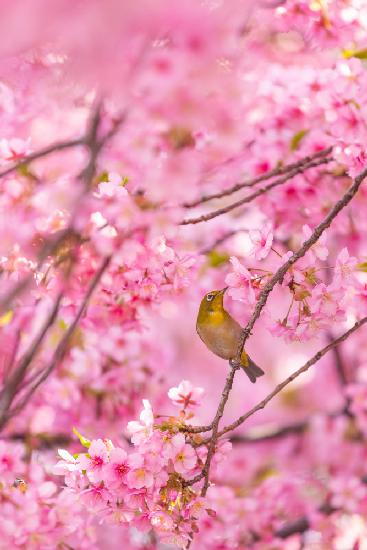 Kirschblüten und Vogel