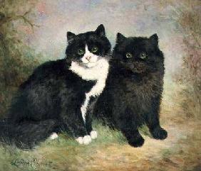 A Pair of Pussy Cats