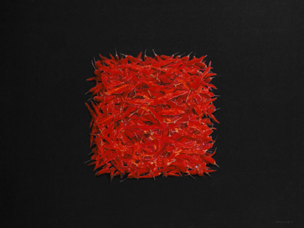 Chillies (oil on canvas)  from Lincoln  Seligman