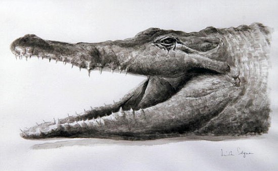 Crocodile, 2005 (acrylic)  from Lincoln  Seligman