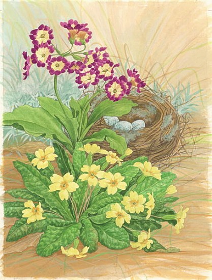 Auricula, Primrose and Nest, 1998 (w/c on paper)  from Linda  Benton