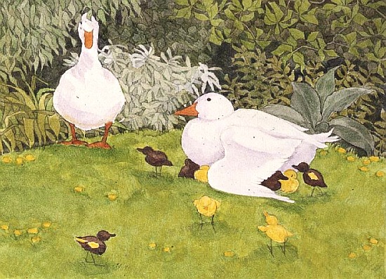 Ducks and Ducklings from Linda  Benton