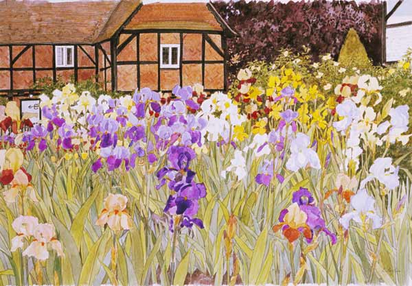 Irises from Linda  Benton